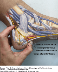 medial plantar nerve